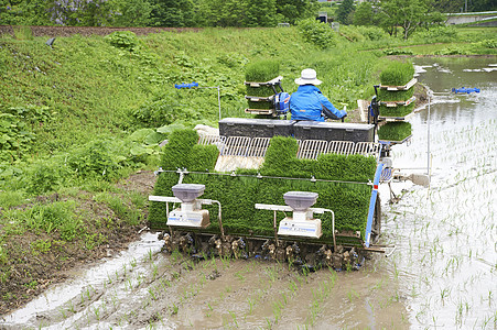 农民使用机器种植水稻图片