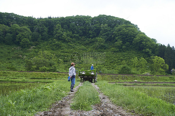 农业妇女在水稻种植地休息图片