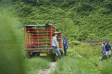 农民准备卸水稻苗图片