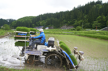 农民驾驶水稻种植机种植图片