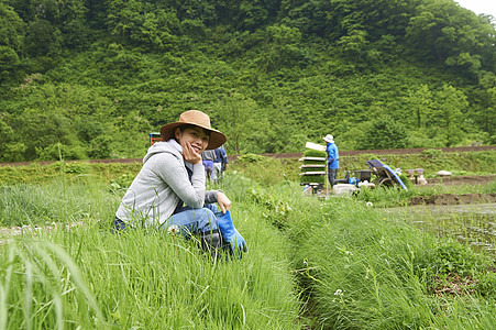 中水稻的妇女在田地里休息图片