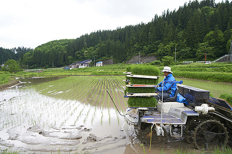 职业农民使用插秧机种植水稻背景