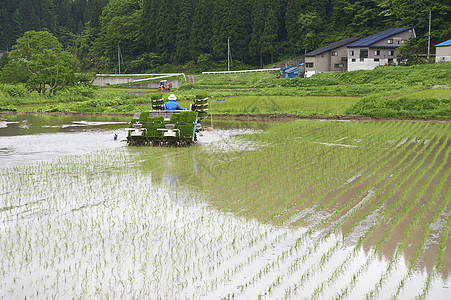 农民使用插秧机种植水稻图片