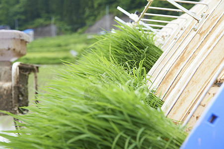 水稻插秧机下的水稻幼苗图片