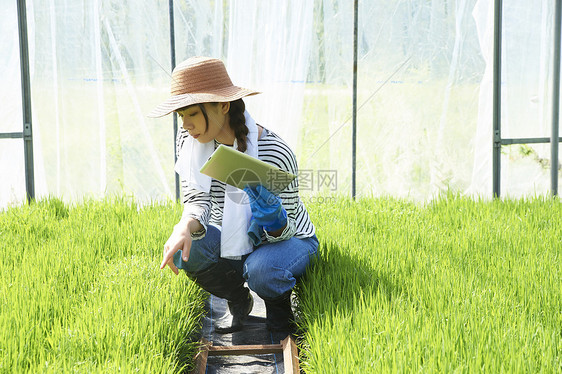 妇女在检查温室水稻幼苗的生长图片