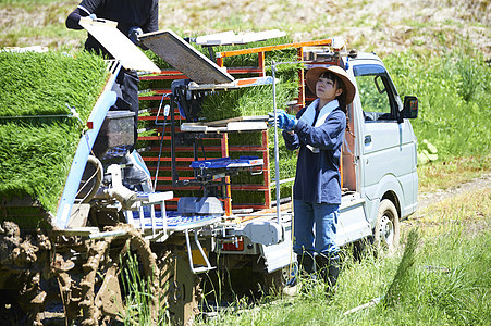 搬运水稻幼苗的农业农民图片