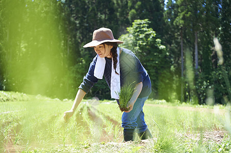 田野里一个女人种植水稻图片