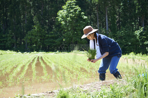 田野里一个女人种植水稻图片