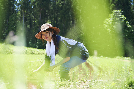 田野里一个女人种植水稻图片