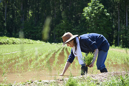 田野里一个女人种植水稻图片