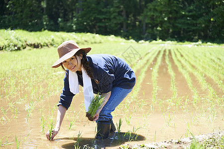 田野里一个女人种植水稻背景图片