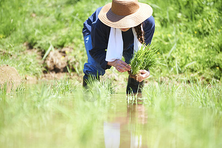 田野里一个女人种植水稻图片