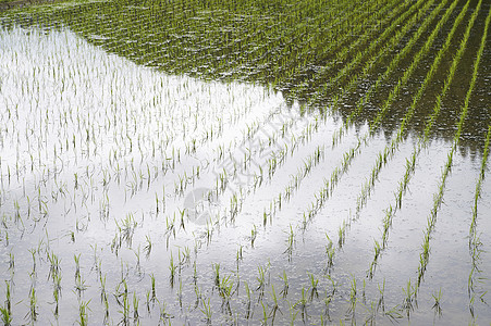 农作物水稻种植图片