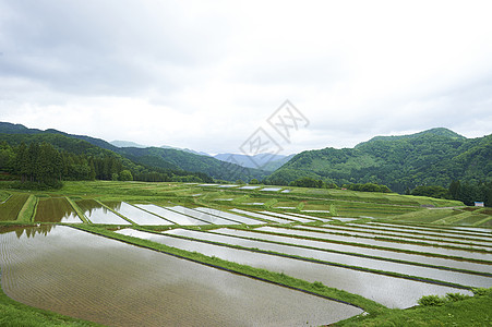 水稻播种稻田水稻梯田背景