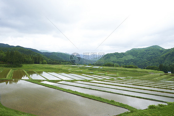 稻田水稻梯田图片