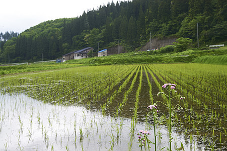 水稻耕作水稻种植图片