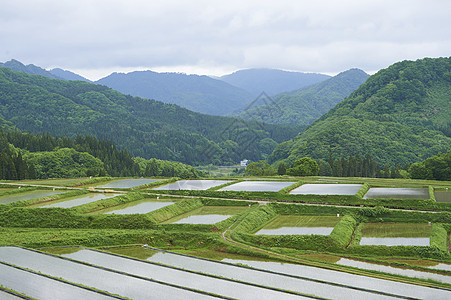 稻田水稻梯田饭图片