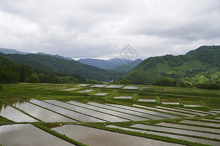 乡村生活稻田水稻梯田图片