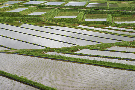 水稻耕作水稻梯田图片