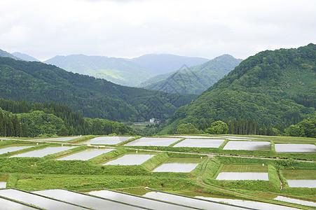 晴朗水稻梯田图片