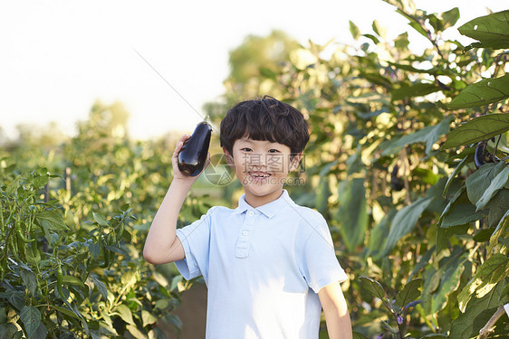 小朋友在户外采摘蔬菜图片