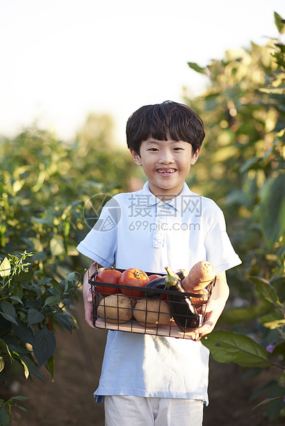 小朋友在户外采摘蔬菜图片