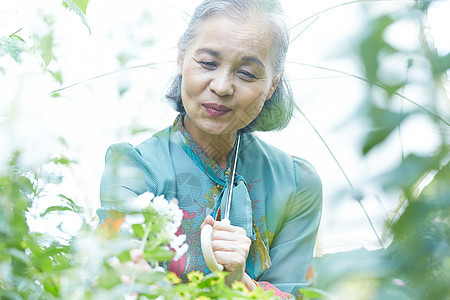 采花的老年阿姨图片