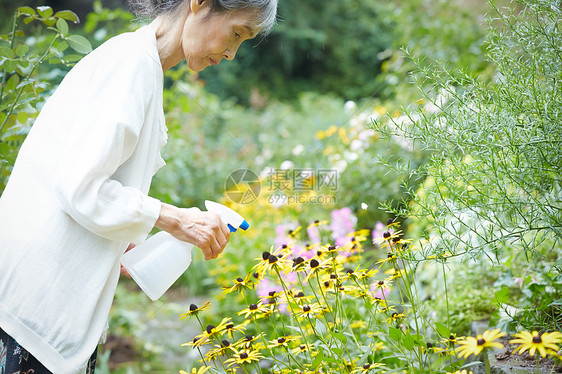 花园里浇水的老妇人图片