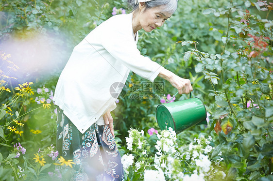 花园里浇花的老年女性图片