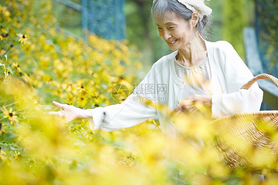 采摘花的老年夫人在庭院里图片