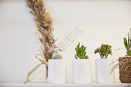 桌子上的盆栽植物图片