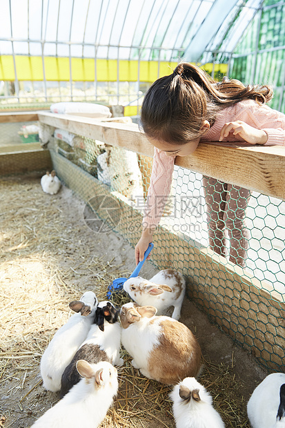 小女孩投食兔子