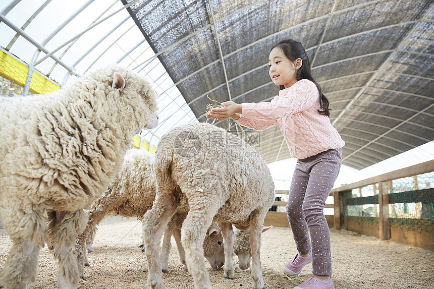 小女孩在农场里体验喂羊
