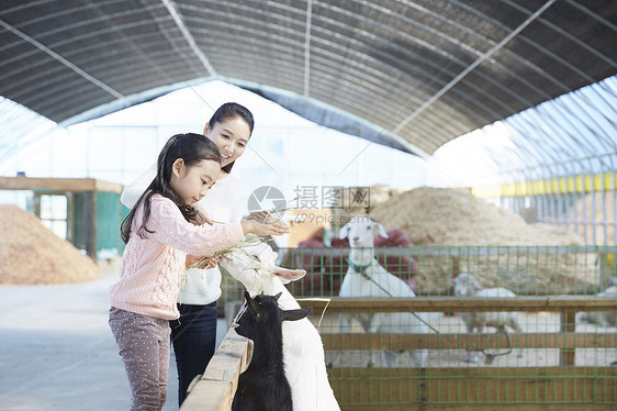 小女孩体验饲养小山羊图片