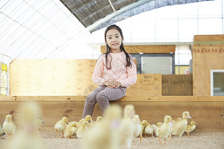 小女孩喂养小鸭子图片