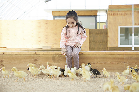 小女孩喂养小鸭子图片