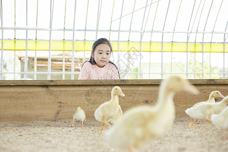 表示饲养员毒蛇孩子女孩经验小鸭子鸭子图片