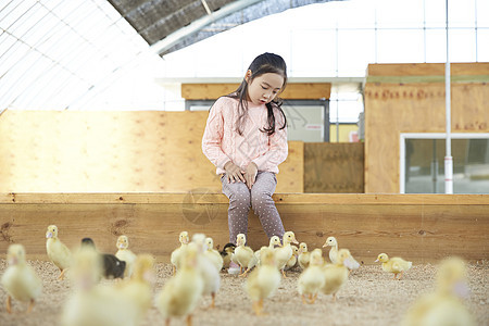 女生牛贺词孩子女孩经验小鸭子鸭子图片