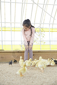 潮流黄的国孩子女孩经验小鸭子鸭子图片