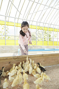鸟纯净的动物孩子女孩经验小鸭子鸭子图片