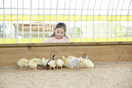 成年女子打破小学生孩子女孩经验小鸭子鸭子图片