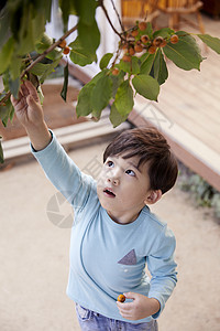 男孩在采摘树上的果子图片