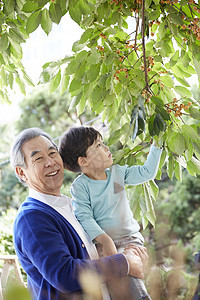 抱着孙子摘浆果的祖父图片
