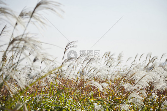 芦苇丛图片