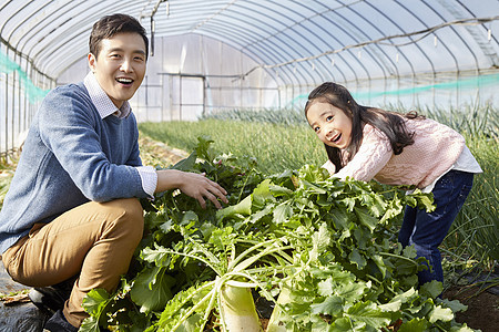 一家人在蔬菜大棚挑选蔬菜图片