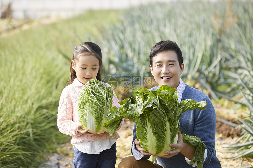 一家人在蔬菜大棚挑选蔬菜图片