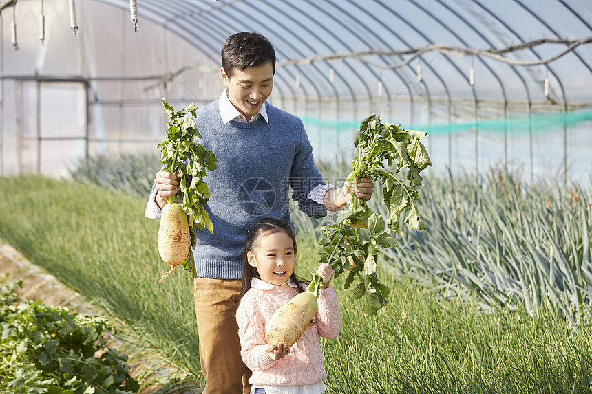 一家人在蔬菜大棚挑选蔬菜图片