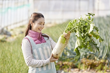 一家人在蔬菜大棚挑选蔬菜图片