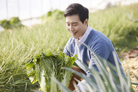 一家人在蔬菜大棚挑选蔬菜图片