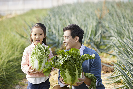 一家人在蔬菜大棚挑选蔬菜图片